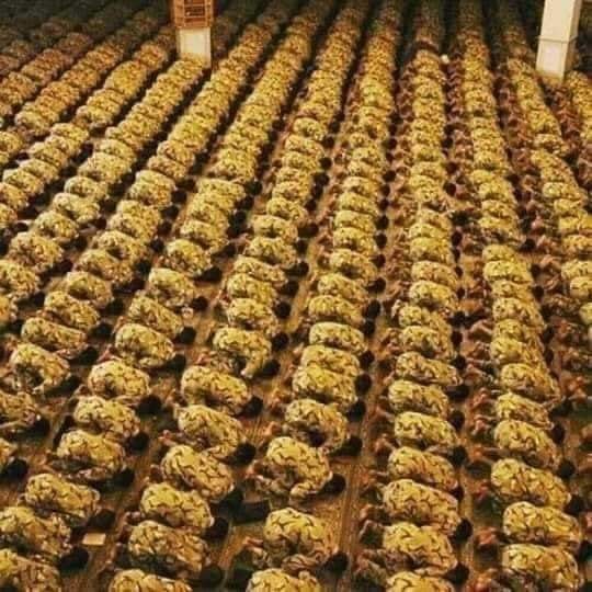 مصر هي أم البلاد وغوث العباد 