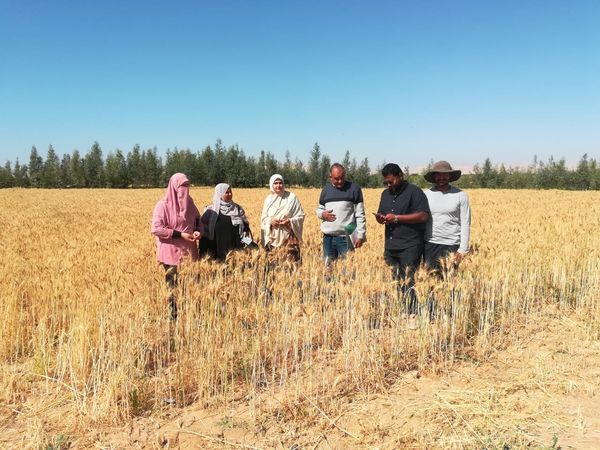 ” حصاد السنابل الذهبية ” بمدينة طور سيناء