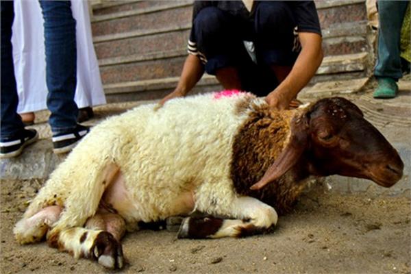 كيف تُقسم الأضحية؟.. «الإفتاء» تُجيب