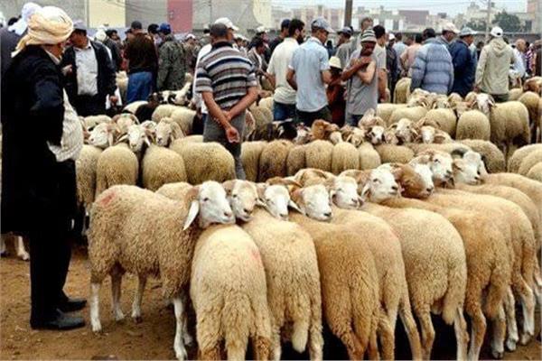 «الزراعة»: ذبح 9700 أضحية بالمجازر الحكومية في أول أيام عيد الأضحى