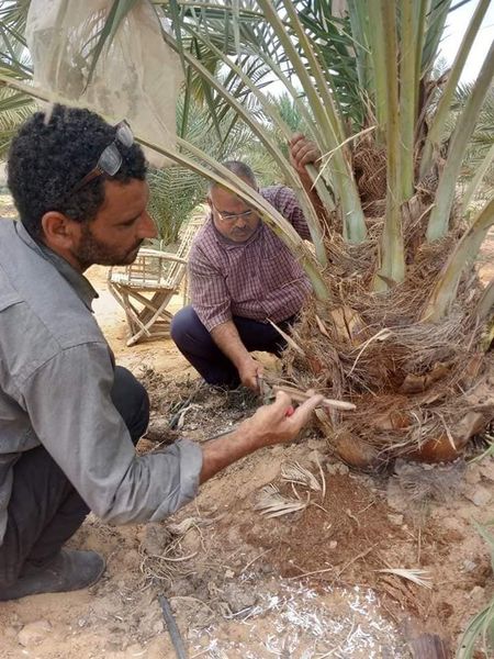 ” متابعة الأعمال بالقطاع الزراعى بمدينة نويبع “