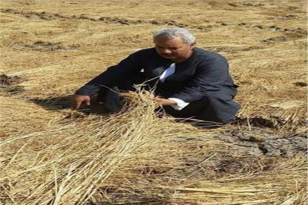 «انخفاض كبير».. نقيب الفلاحين يزف بشرى سارة بشأن أسعار الأرز نقيب الفلاحين