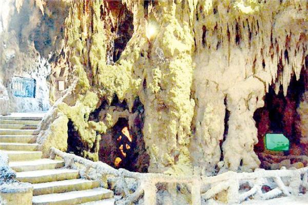 الحكومة تنفي قطع الأشجار النادرة في حديقة الأسماك بالزمالك