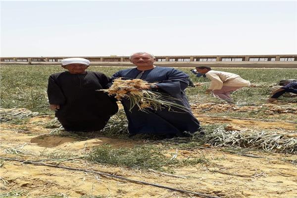 نقيب الفلاحين يكشف عن انفراجة في أسعار البصل.. وأنواعه