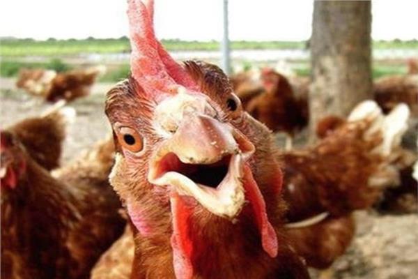 شعبة الدواجن: الفراخ هتنزل لـ40 جنيهًا في هذه الحالة