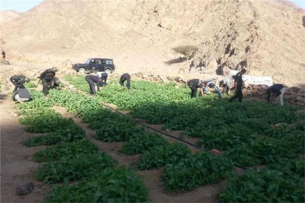 مداهمة حدائق الشيطان.. إبادة 18 فدانًا مزروعة مخدرات و5 تشكيلات عصابية
