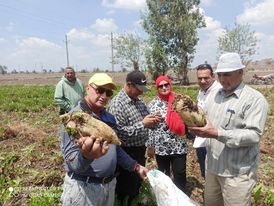 حصاد البنجر في الدقهلية