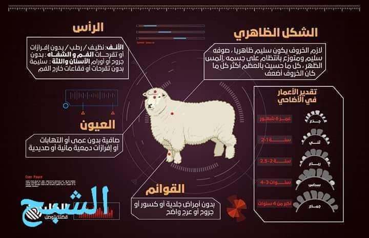 كيفية معرفة الخروف السليم من الخروف المصاب للاضحية