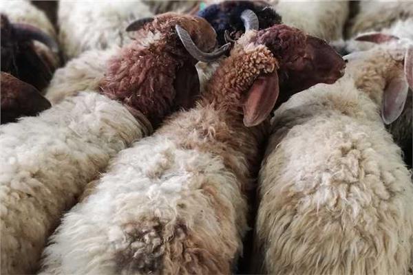 عيد الأضحى 2024.. الشروط الواجب توافرها في الأضحية والمضحي