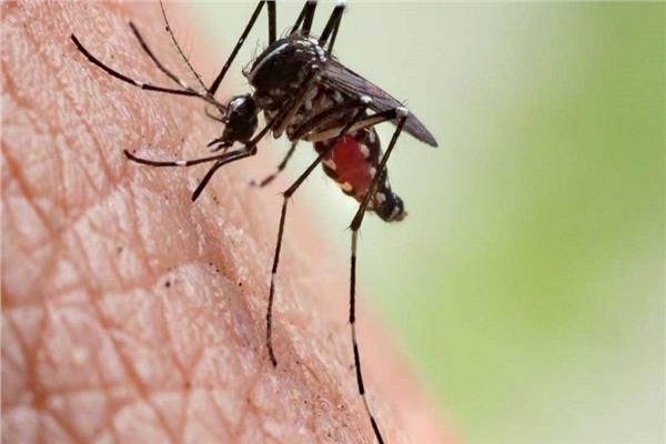 الرعب الطائر.. تحول البعوض إلى تهديد قاتل في ولاية ماساتشوستس