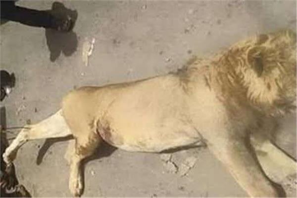 أسد يلتهم عامل في الفيوم.. ننشر أول صور لحارس حديقة الحيوان