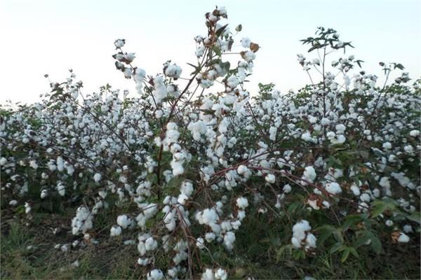 في يوم القطن العالمي.. ذهب مصر الأبيض يسطع من جديد