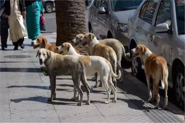 لحماية المواطنين والحيوان معاً.. تفاصيل المنظومة الجديدة لإيواء الكلاب الضالة