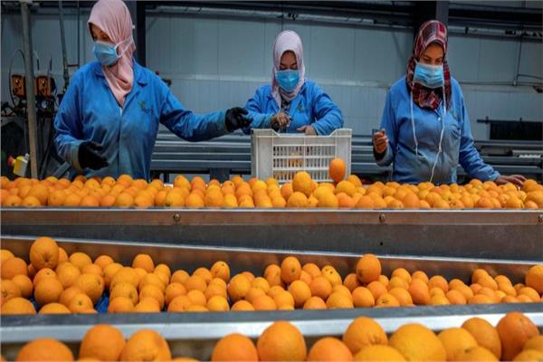طفرة تصديرية و21 سوقاً جديدة.. “الزراعة” تكشف سر الثقة العالمية في المحاصيل المصرية ومنظومة التكويد الصارمة