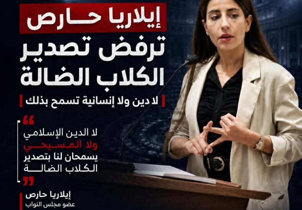 نائبة برلمانية ترفض تصدير الكلاب الضالة: “نعرف جيداً ماذا سيحدث لها”!