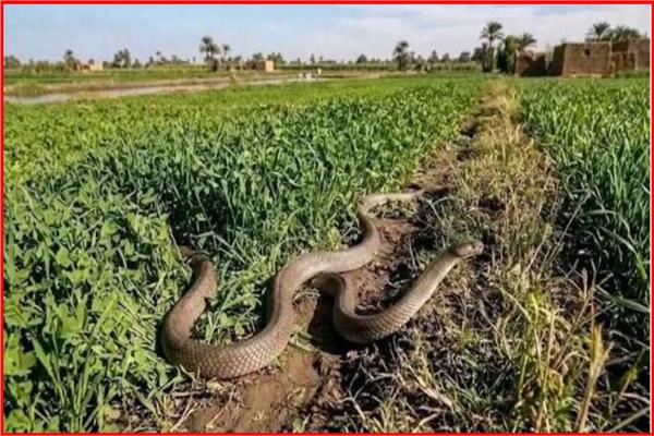 لغز الكوبرا في الدلتا: لماذا تظهر الآن وكيف تحمي نفسك؟