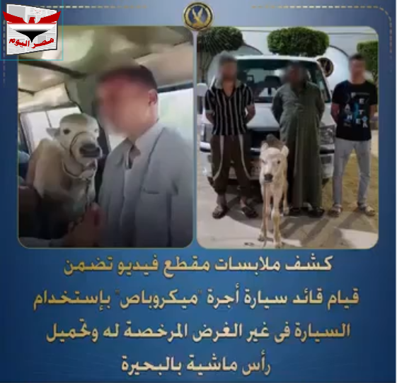 بالفيديو أجهزة وزارة الداخلية تكشف حقيقة فيديو نقل ماشية داخل ميكروباص بالبحيرة