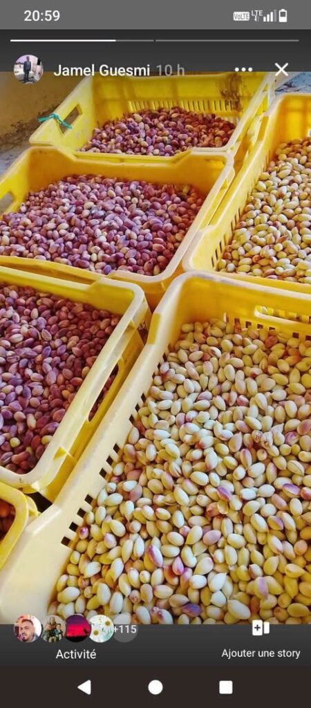 اختتام مهرجان الفستق بقفصة.. وسط نجاح مستحق وعروض تراثية لافتة