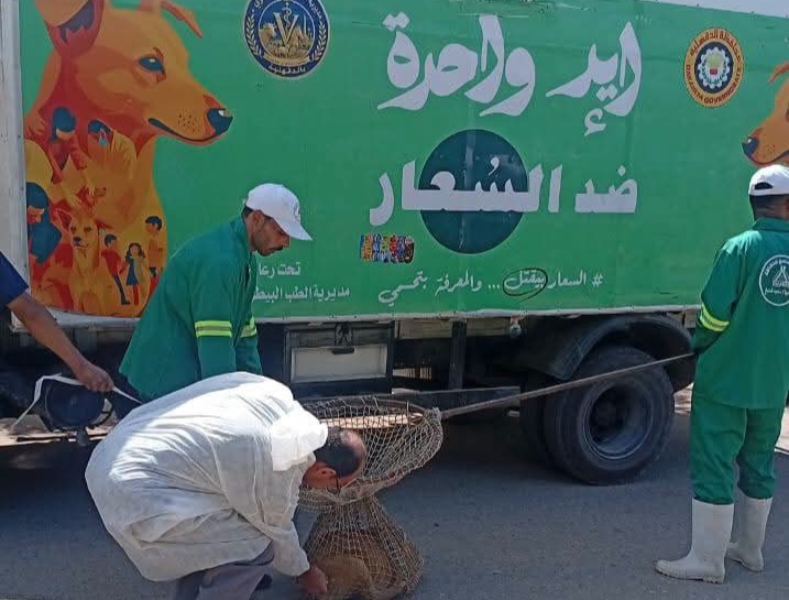 حملات مكثفة لمواجهة الكلاب الضالة في الدقهلية.. تحرك عاجل بحي شرق المنصورة