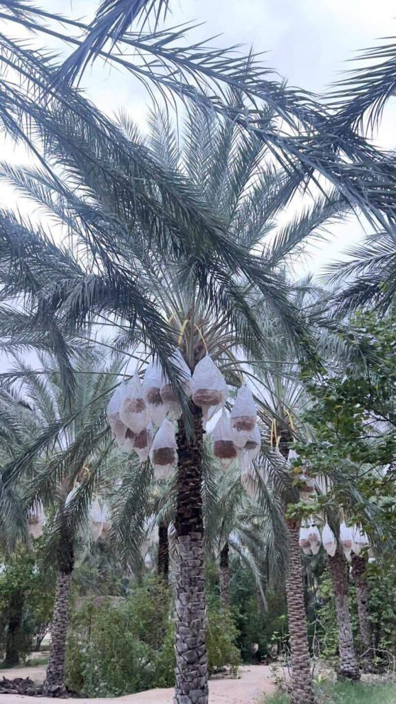 النخلة… امرأة من نور بقلم ابولبابة العيدودي
