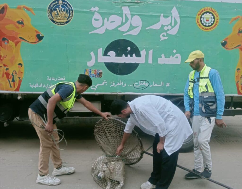 محافظ الدقهلية يتابع حملة لمواجهة الكلاب الضالة في طلخا