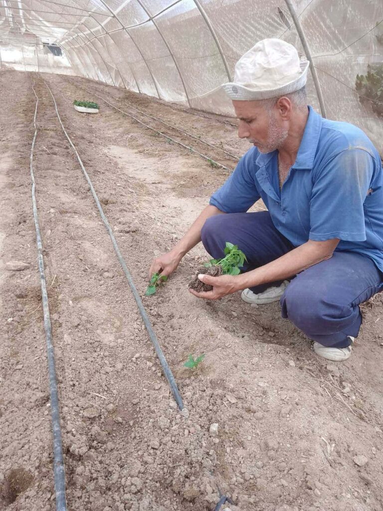 جنوب سيناء تستعد للموسم الزراعي الشتوي 2026/2027.. تجهيز الصوب وزراعة محاصيل جديدة