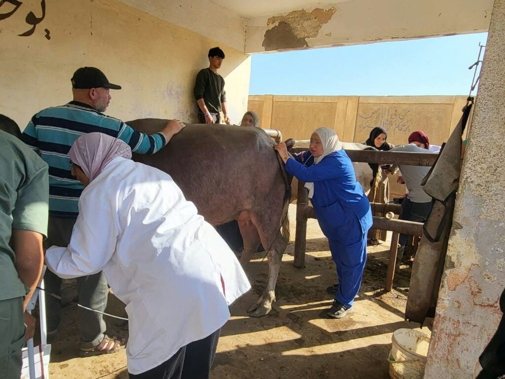 قافلة بيطرية مجانية بالقليوبية تقدم 8840 خدمة علاجية للحيوانات والطيور بقرية الشموت
