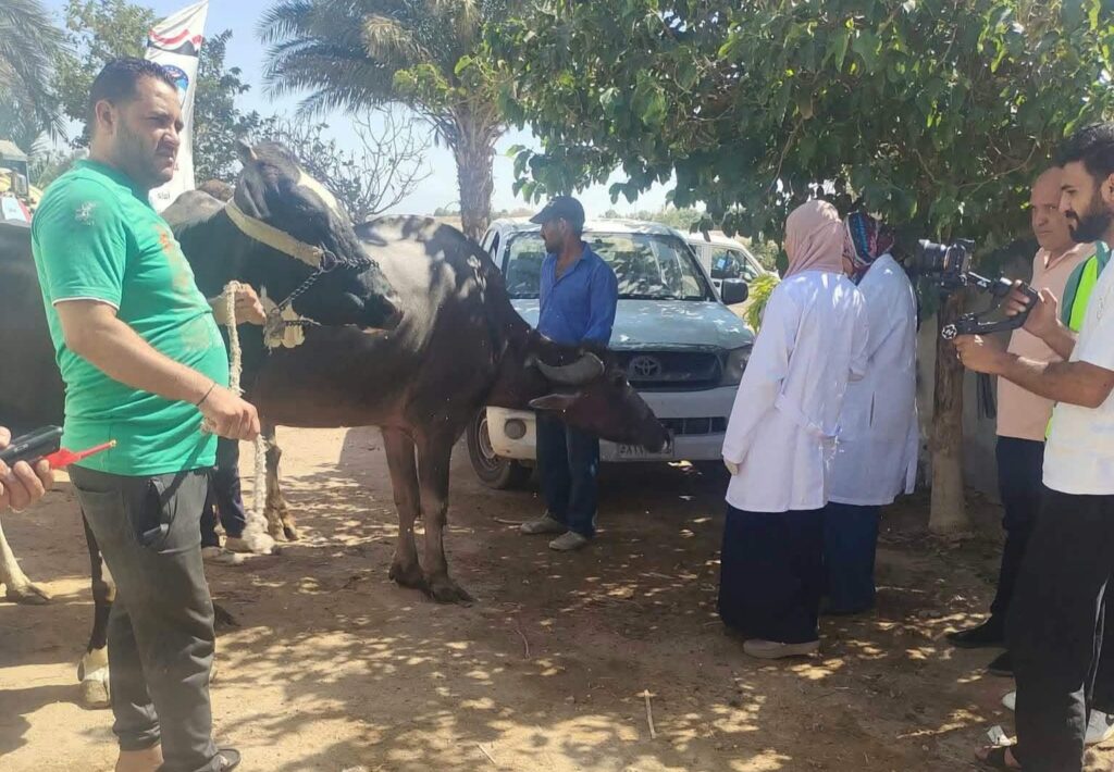 قافلة بيطرية مجانية بجنوب سيناء لفحص وعلاج الماشية